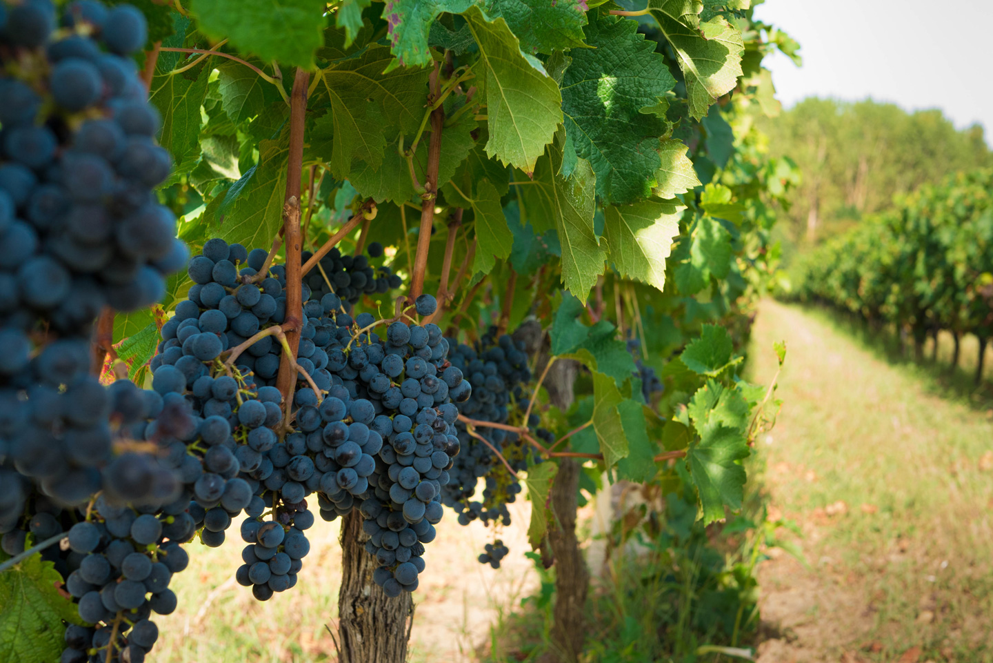 vignes avec raisins rouges pour vin rouge AOC Graves rouge