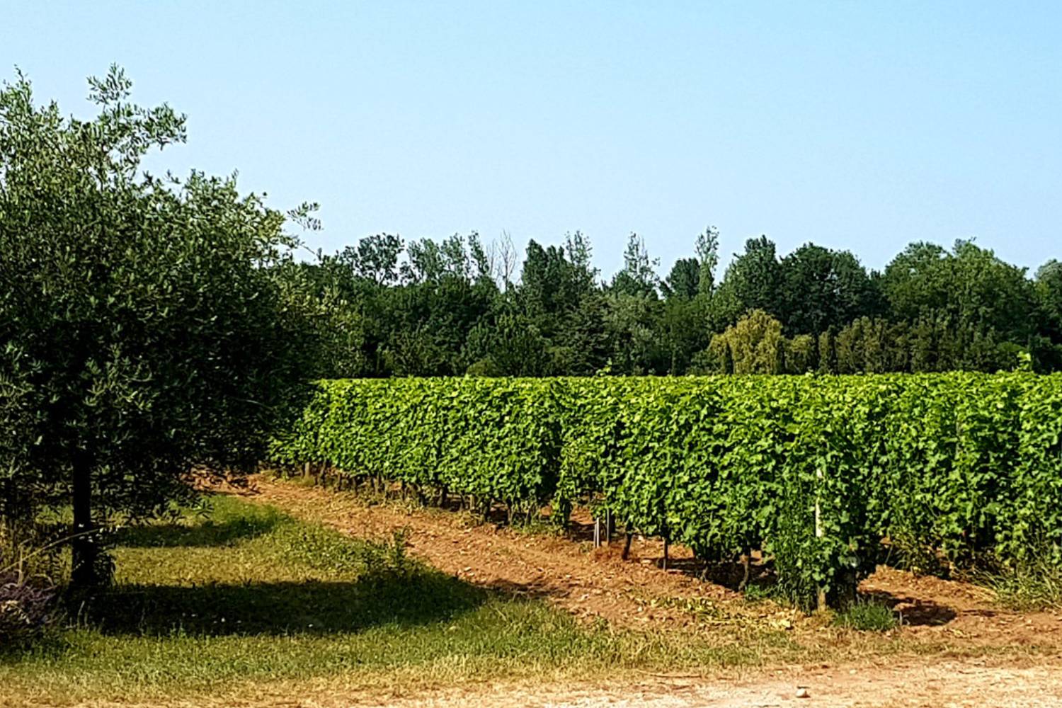 vigne chateau de vimont producteur de vin rouge AOC Graves